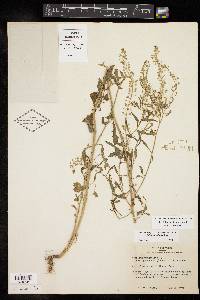 Lepidium austrinum image