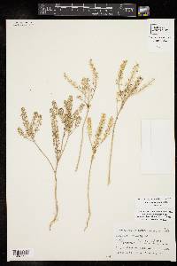 Lepidium austrinum image