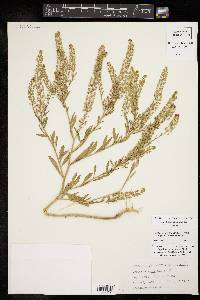 Lepidium austrinum image