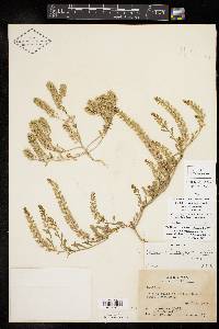 Lepidium lasiocarpum image