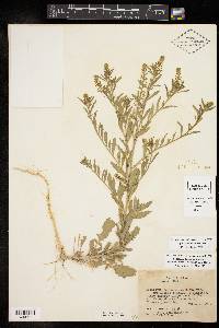 Lepidium austrinum image