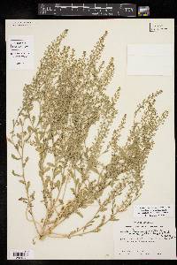 Lepidium lasiocarpum image