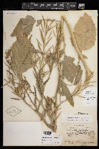 Brassica juncea image