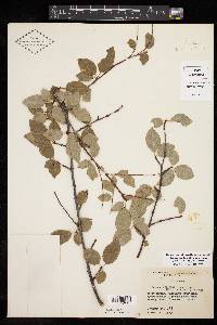 Prunus serotina var. virens image