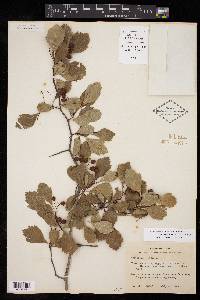 Crataegus viridis image