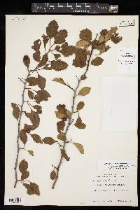 Crataegus viridis var. ovata image