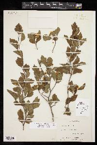 Crataegus viridis image