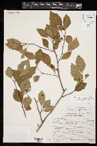 Crataegus viridis image