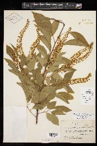 Prunus serotina var. eximia image