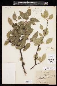 Prunus serotina var. virens image