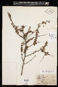 Prunus havardii image