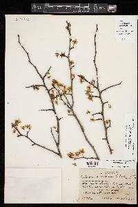 Prunus rivularis image