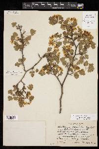 Crataegus marshallii image