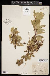 Prunus serotina var. virens image