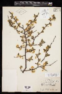 Prunus gracilis image