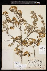 Crataegus marshallii image