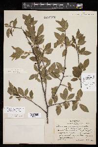 Prunus umbellata image