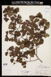 Crataegus marshallii image