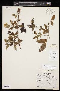 Rubus trivialis image