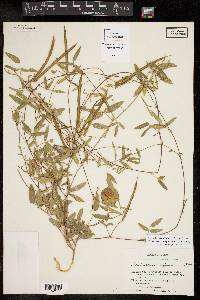 Centrosema virginianum image