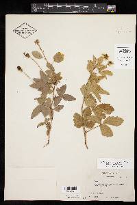 Rubus trivialis image