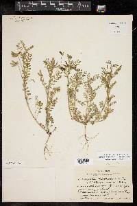 Astragalus nuttallianus image