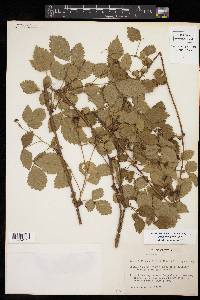 Rubus aboriginum image