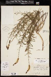 Dalea drummondiana image