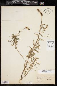 Dalea drummondiana image