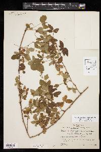 Rubus trivialis image