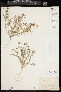 Astragalus pleianthus image