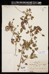 Rubus trivialis image