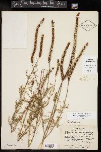 Dalea drummondiana image