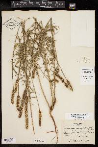 Dalea drummondiana image