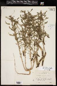 Dalea drummondiana image