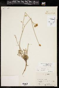 Dalea aurea image