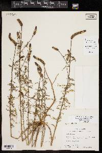 Dalea drummondiana image