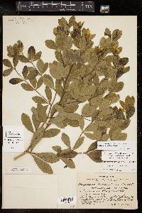 Baptisia nuttalliana image