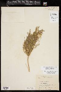 Astragalus allochrous image