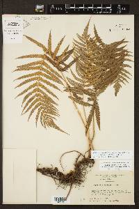 Thelypteris ovata image