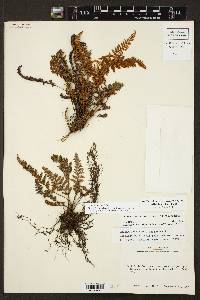 Myriopteris rufa image