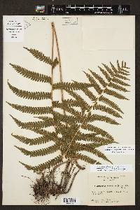 Thelypteris hispidula image