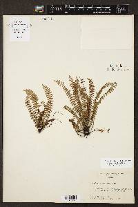 Asplenium resiliens image