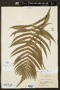 Thelypteris ovata var. lindheimeri image