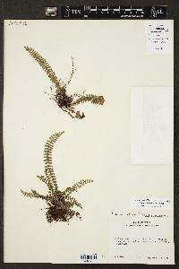 Asplenium resiliens image