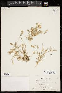 Eragrostis reptans image