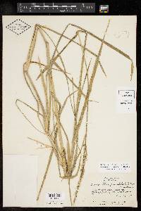 Eriochloa punctata image