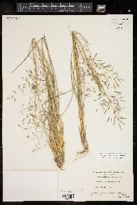 Eragrostis swallenii image