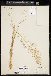 Eragrostis swallenii image