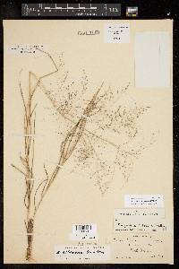 Eragrostis silveana image